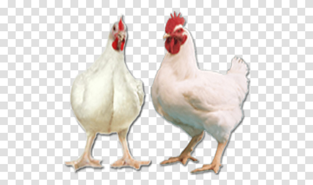 Thumb Image Vencobb Chicken, Poultry, Fowl, Bird, Animal Transparent Png