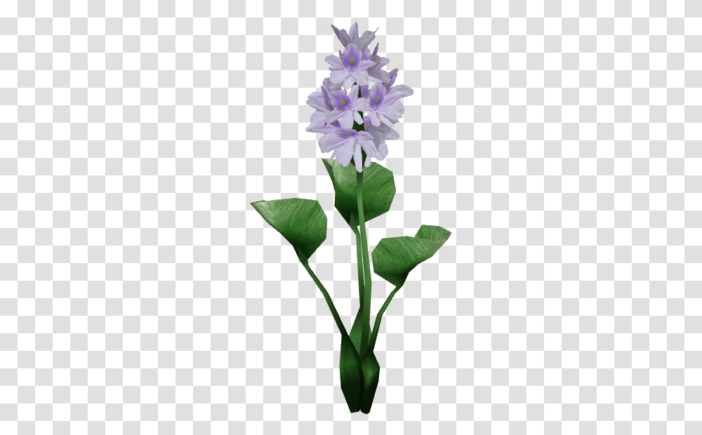 Thumb Image Water Hyacinth Plant, Flower, Blossom, Geranium, Amaryllidaceae Transparent Png