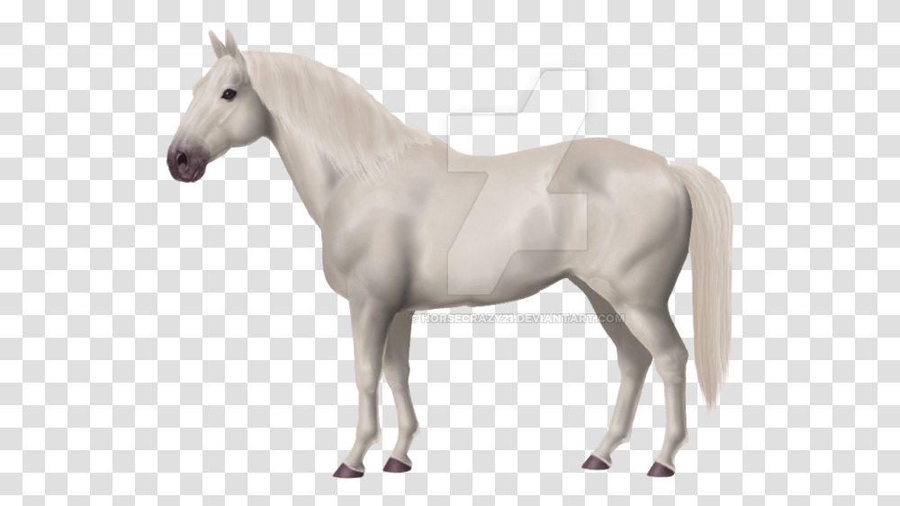 Thumb Image White Horse, Mammal, Animal, Stallion, Andalusian Horse Transparent Png