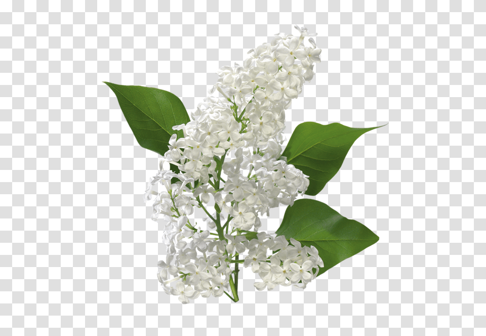 Thumb Image White Lilac, Plant, Flower, Blossom, Wedding Cake Transparent Png