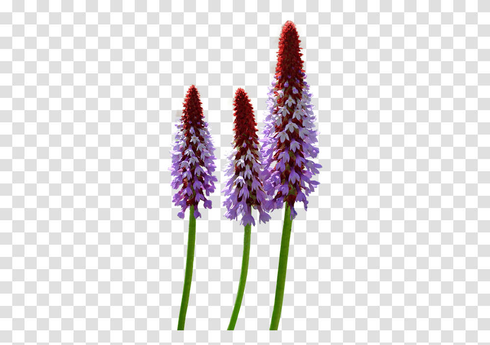 Thumb Image Wild Flowers, Plant, Blossom, Lupin, Purple Transparent Png