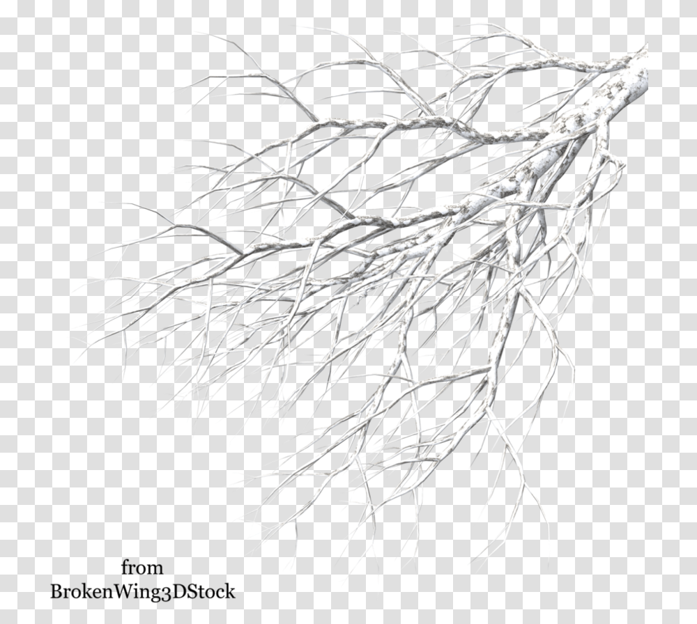 Thumb Image Winter Tree Branch, Plant, Root, Vegetable, Food Transparent Png