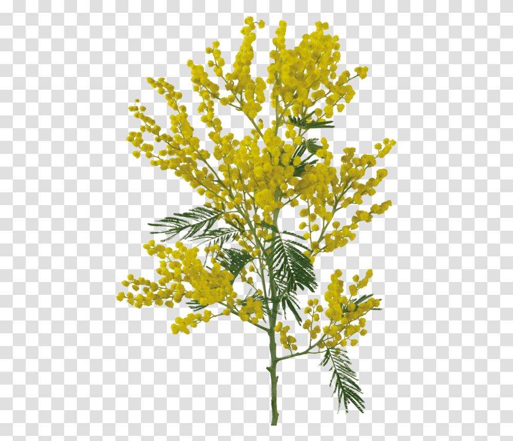 Thumb Image Yellow Flower For Photoshop, Plant, Bush, Vegetation, Asteraceae Transparent Png