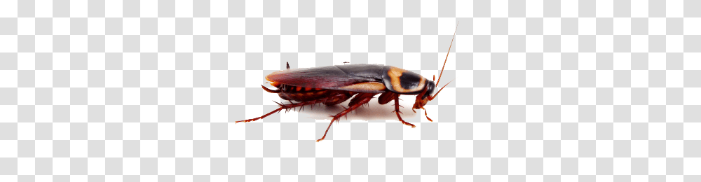Thumbnail American, Insect, Cockroach, Invertebrate, Animal Transparent Png