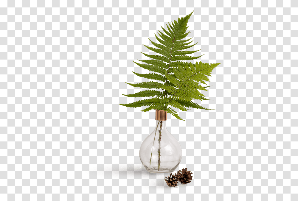 Thumbnail, Plant, Tree, Palm Tree, Leaf Transparent Png