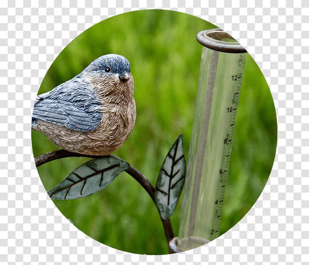 Thumbtacks, Jay, Bird, Animal, Bluebird Transparent Png