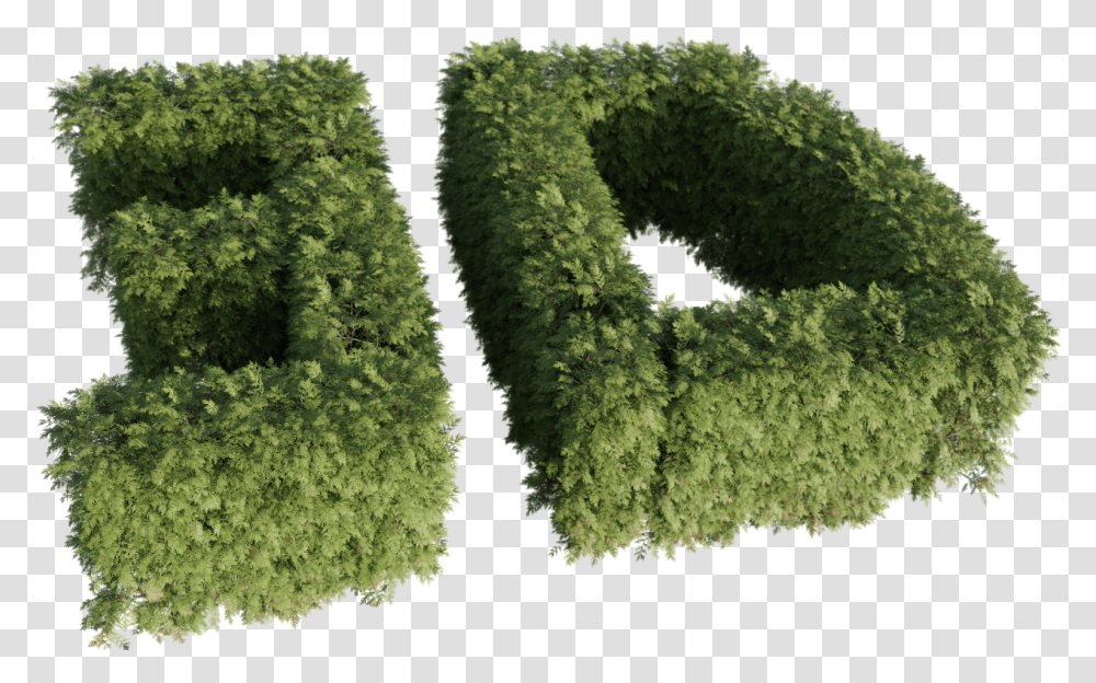 Thuya, Bush, Vegetation, Plant, Hedge Transparent Png