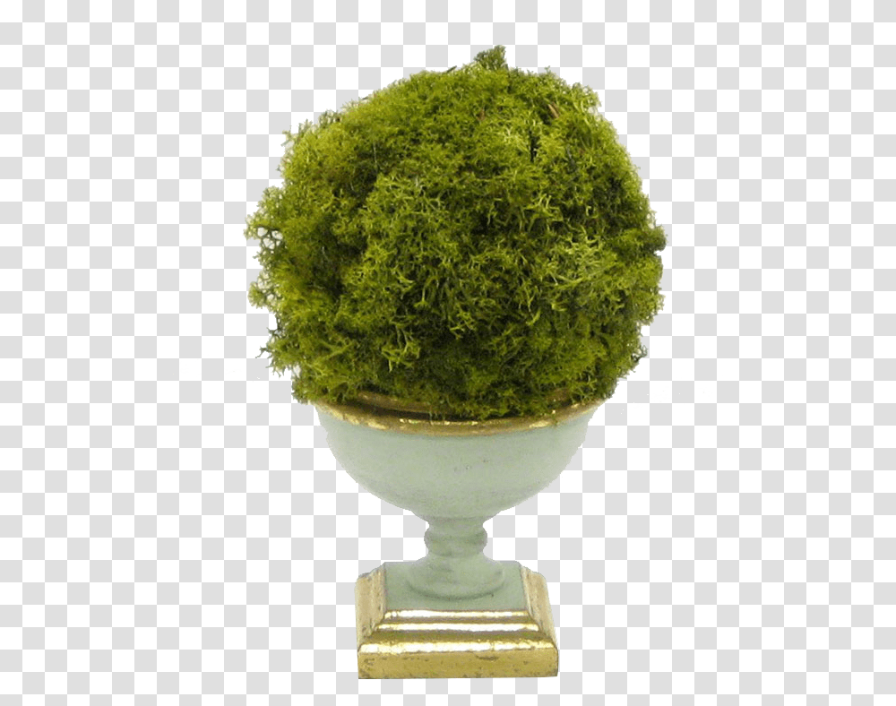 Thuya, Moss, Plant, Green Transparent Png