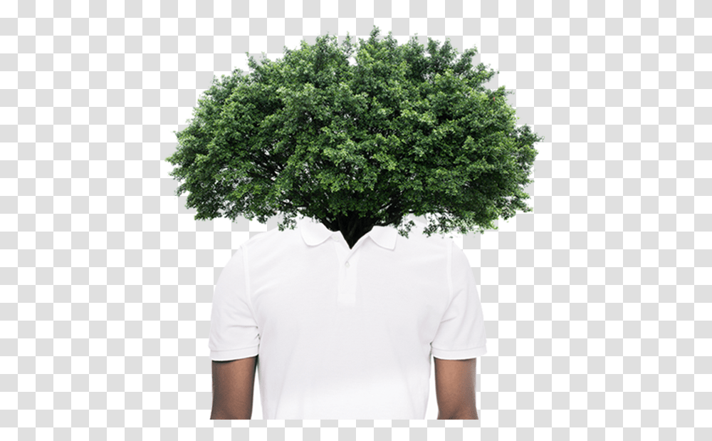Thuya, Tree, Plant, Bush, Vegetation Transparent Png
