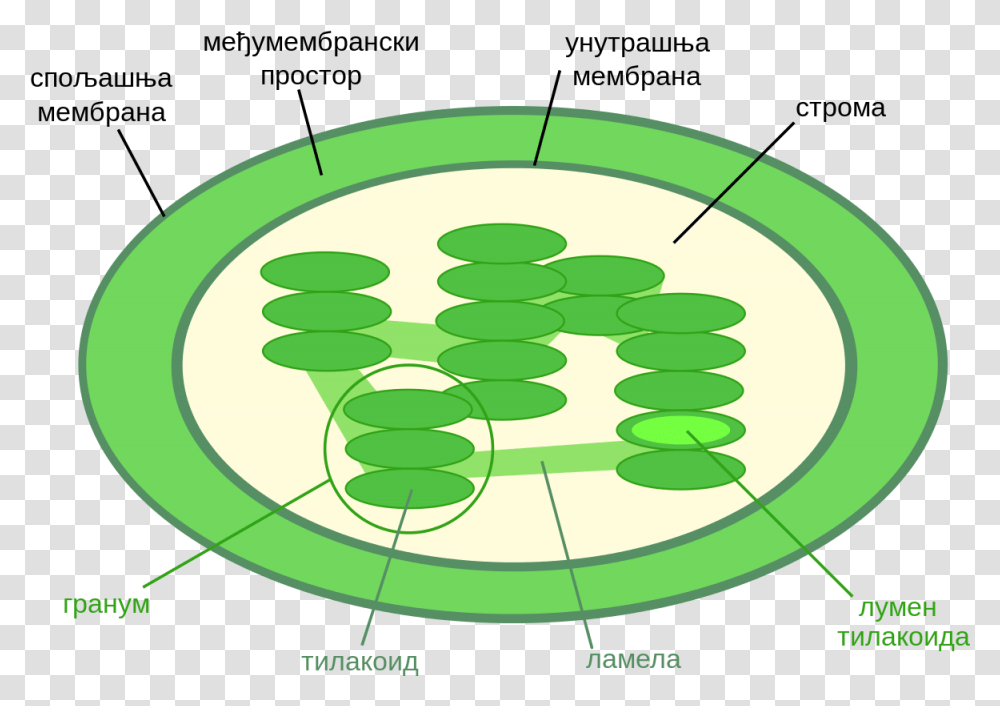 Thylakoid Space In Chloroplast Download Chloroplast Diagram, Number, Oval Transparent Png