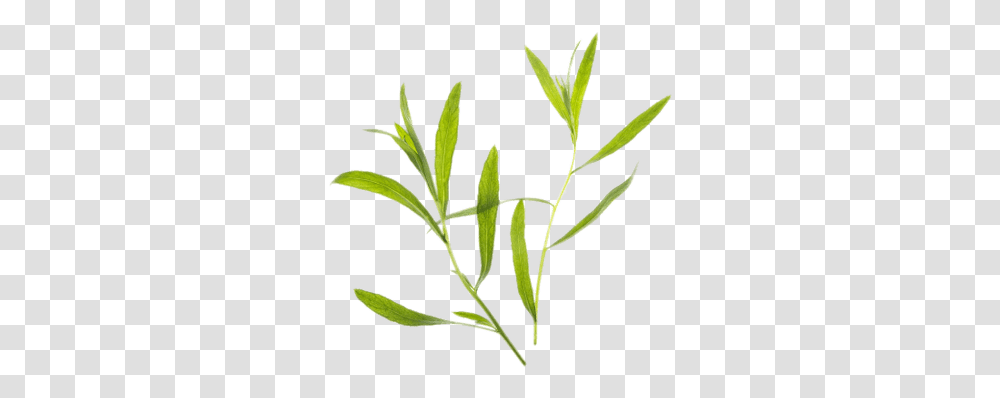 Thyme Hierbas, Plant, Leaf, Green, Flower Transparent Png