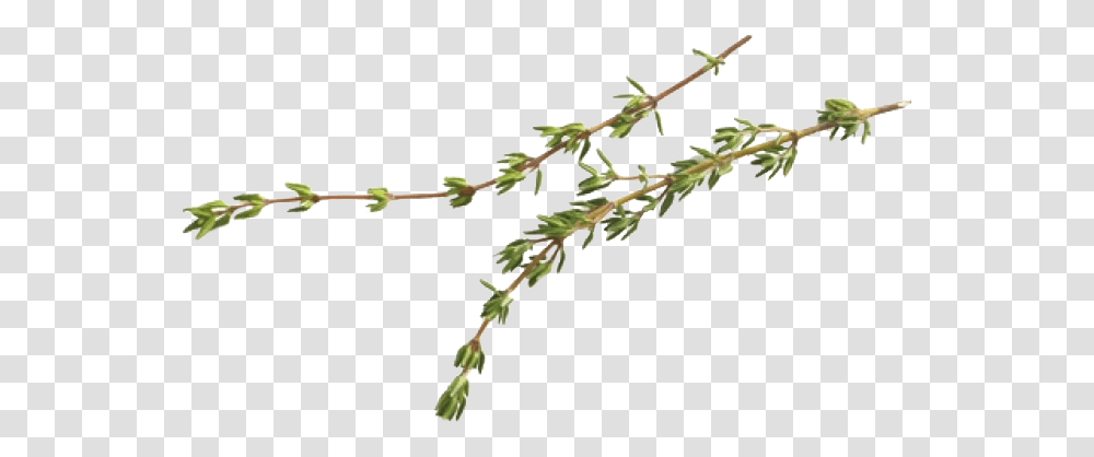 Thyme Thyme Leaves Background, Plant, Leaf, Flower, Tree Transparent Png