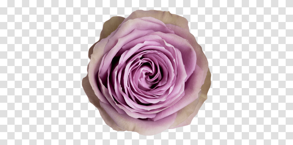 Tiara Retail - Conectiflor Sa Garden Roses, Plant, Flower, Blossom, Geranium Transparent Png