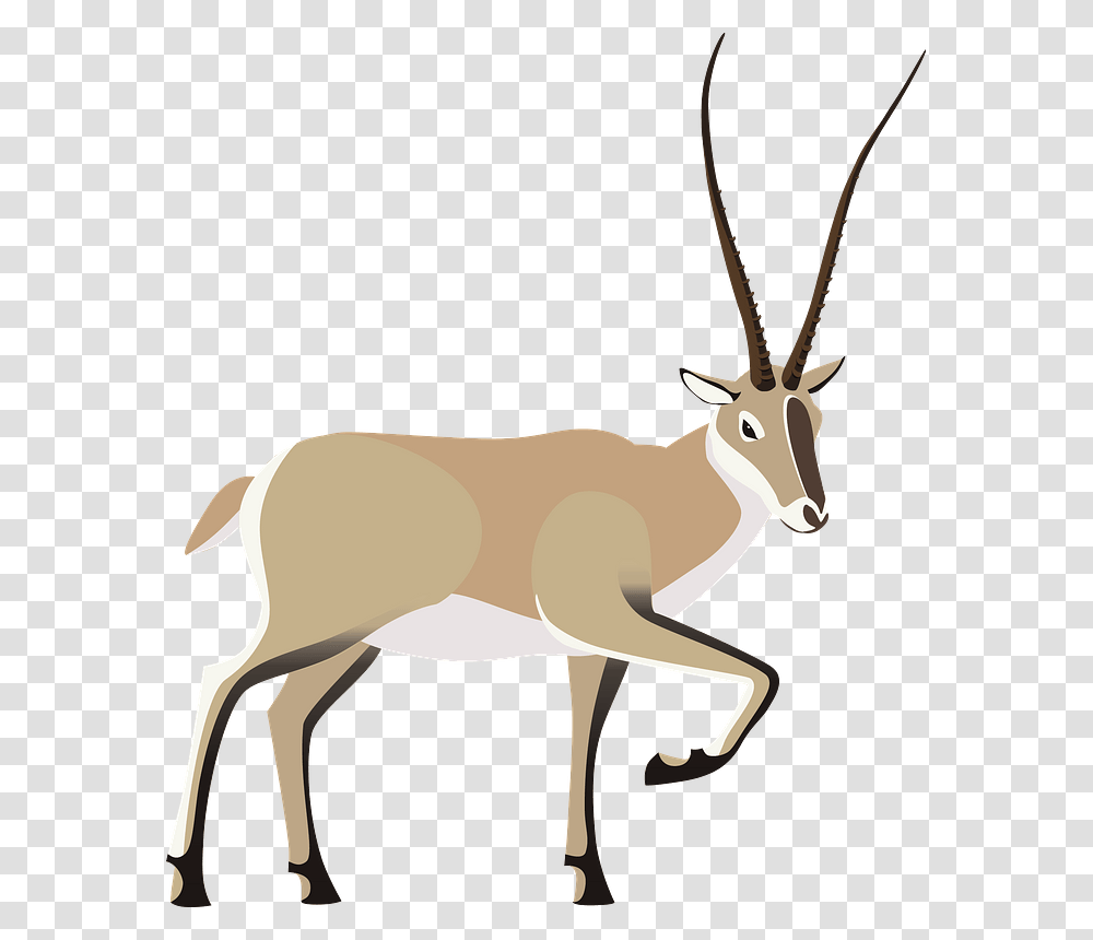Tibetan Antelope Clipart Deer, Wildlife, Mammal, Animal, Gazelle Transparent Png