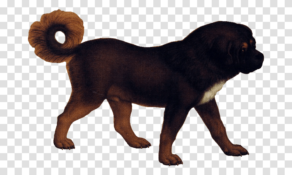 Tibetan Mastiff Animal Images Background, Dog, Pet, Canine, Mammal Transparent Png