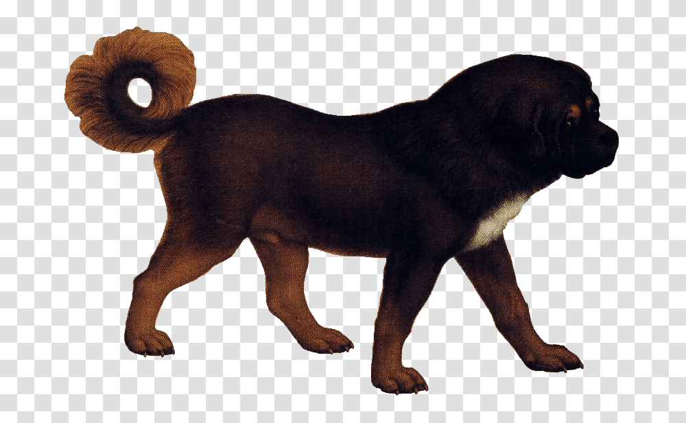 Tibetan Mastiff, Dog, Pet, Canine, Animal Transparent Png