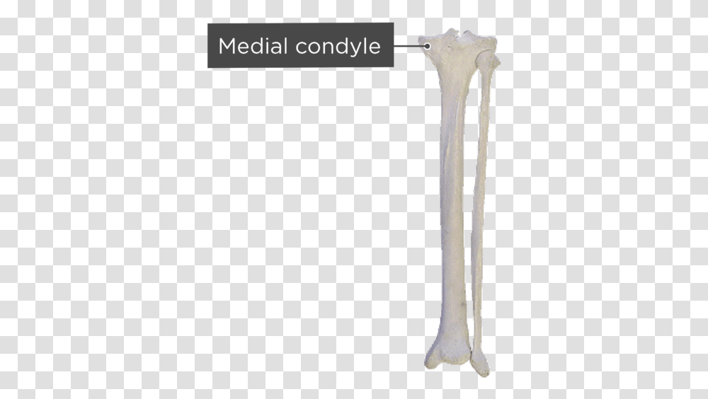 Tibia And Fibula Tibia And Fibula Posterior View, Milk, Beverage, Drink, Axe Transparent Png