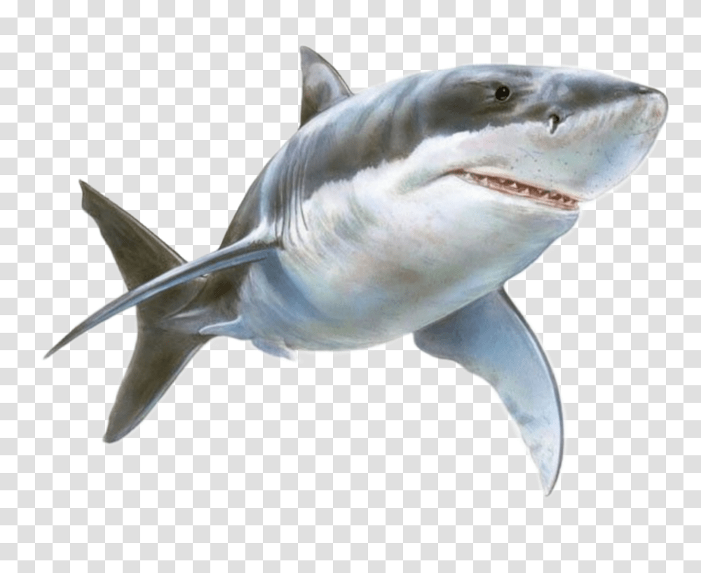 Tiburn Great White Shark, Sea Life, Fish, Animal, Bird Transparent Png