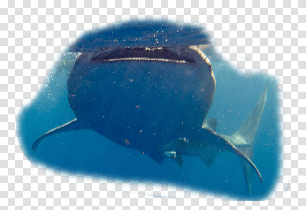 Tiburon Ballena Whale Shark, Sea Life, Animal, Fish, Water Transparent Png