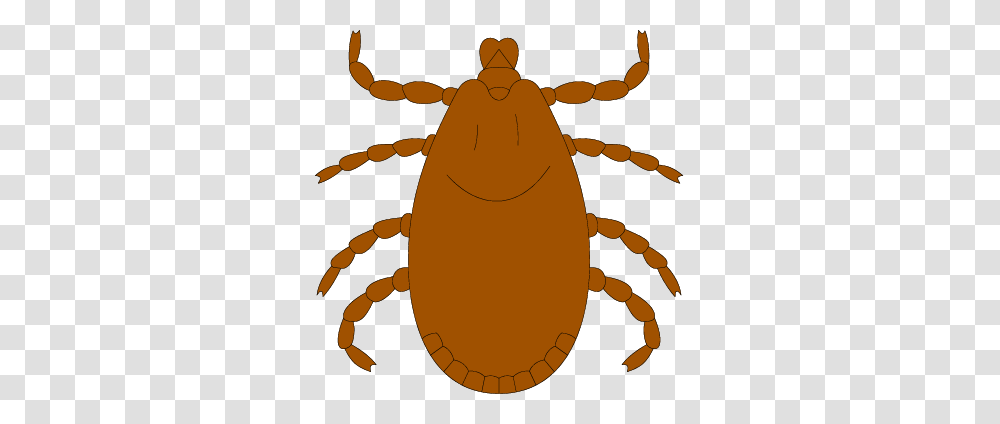 Tick Bug Clipart Clip Art Images Transparent Png