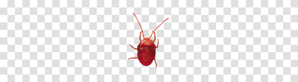 Tick, Insect, Animal, Invertebrate, Spider Transparent Png