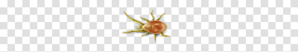 Tick, Insect, Animal, Invertebrate, Wasp Transparent Png