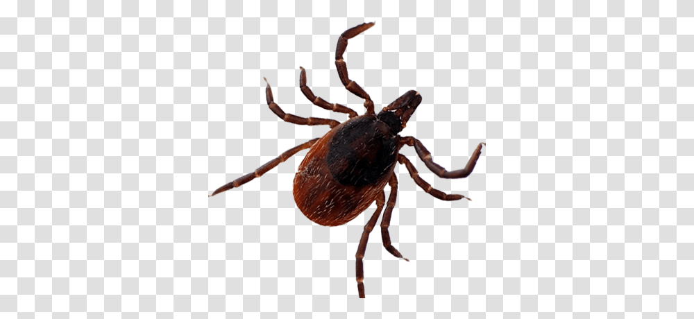 Tick, Insect, Bow Transparent Png