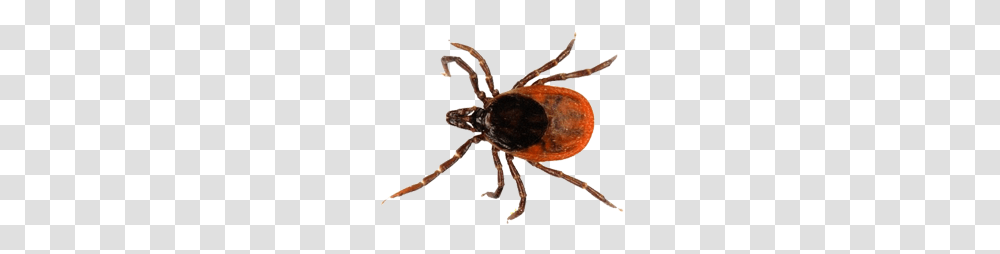 Tick, Insect, Bow Transparent Png