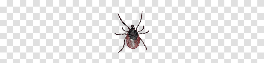 Tick, Insect, Bow Transparent Png