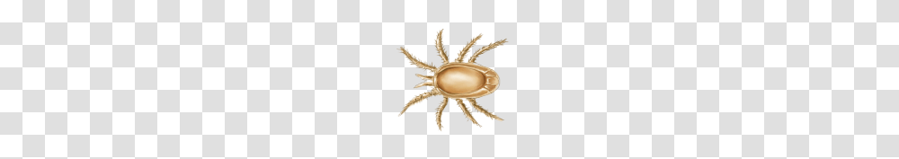 Tick, Insect, Chandelier, Lamp, Sea Life Transparent Png