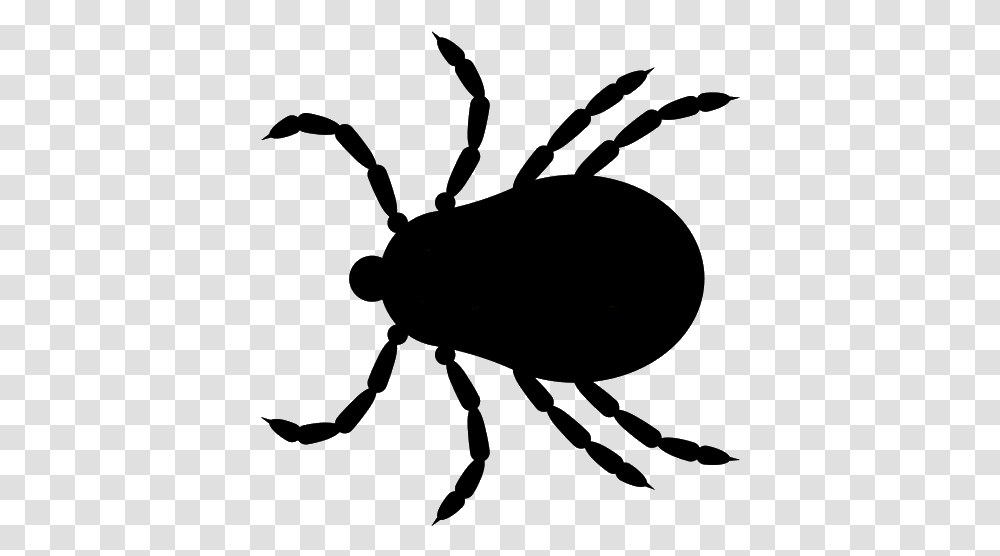 Tick Insect Deer Tick Clipart, Spider, Invertebrate, Animal, Arachnid Transparent Png