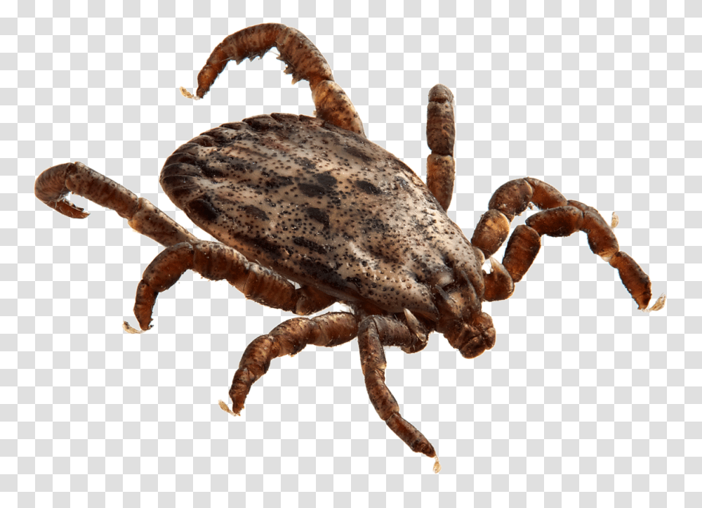 Tick, Insect, Dinosaur, Reptile, Animal Transparent Png