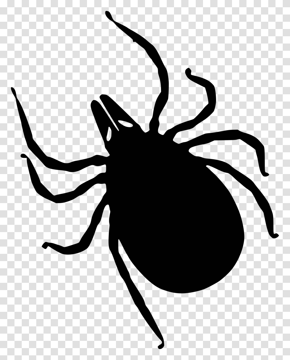 Tick, Insect, Face, Gray Transparent Png