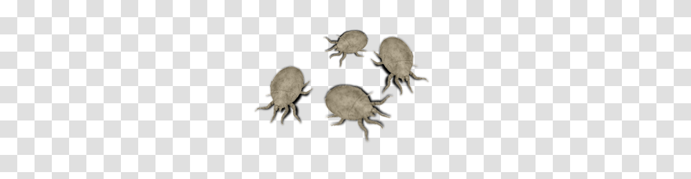 Tick, Insect, Flea, Invertebrate, Animal Transparent Png