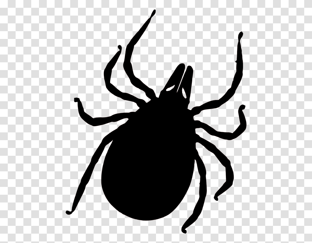 Tick, Insect, Food, Sea Life, Animal Transparent Png