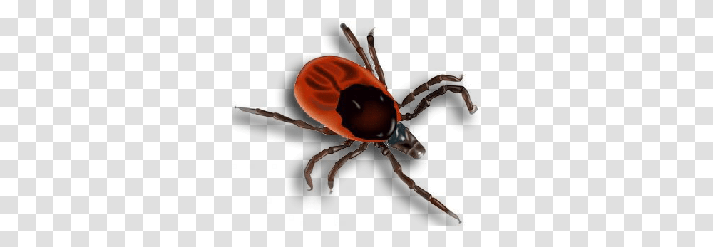 Tick, Insect, Helmet, Animal, Invertebrate Transparent Png