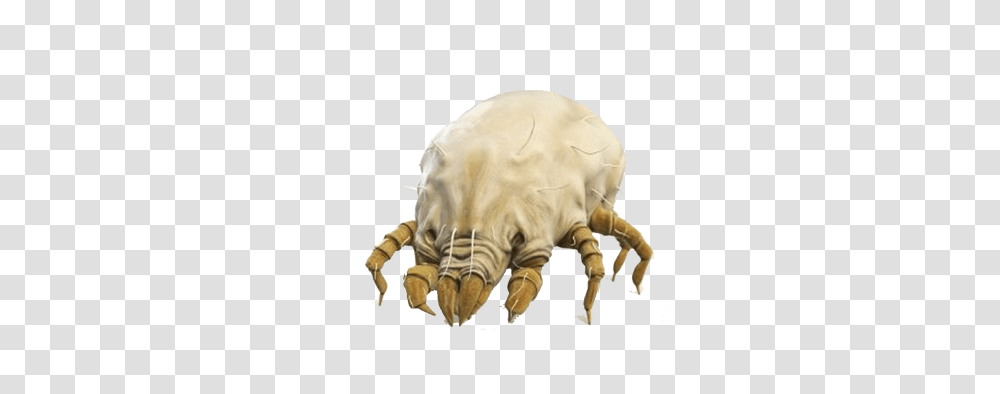 Tick, Insect, Hook, Claw, Tiger Transparent Png