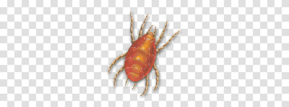 Tick, Insect, Invertebrate, Animal, Flea Transparent Png