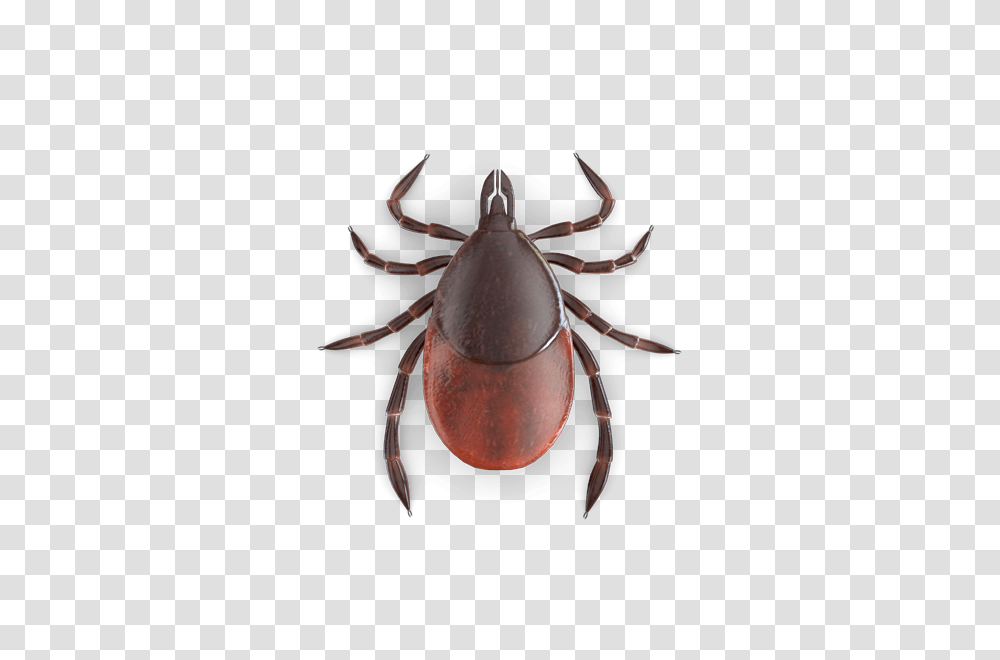 Tick, Insect, Invertebrate, Animal, Spider Transparent Png