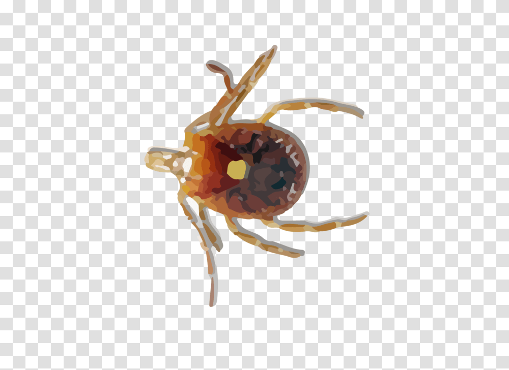 Tick, Insect, Invertebrate, Animal, Spider Transparent Png