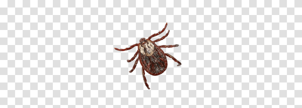 Tick, Insect, Invertebrate, Animal, Spider Transparent Png