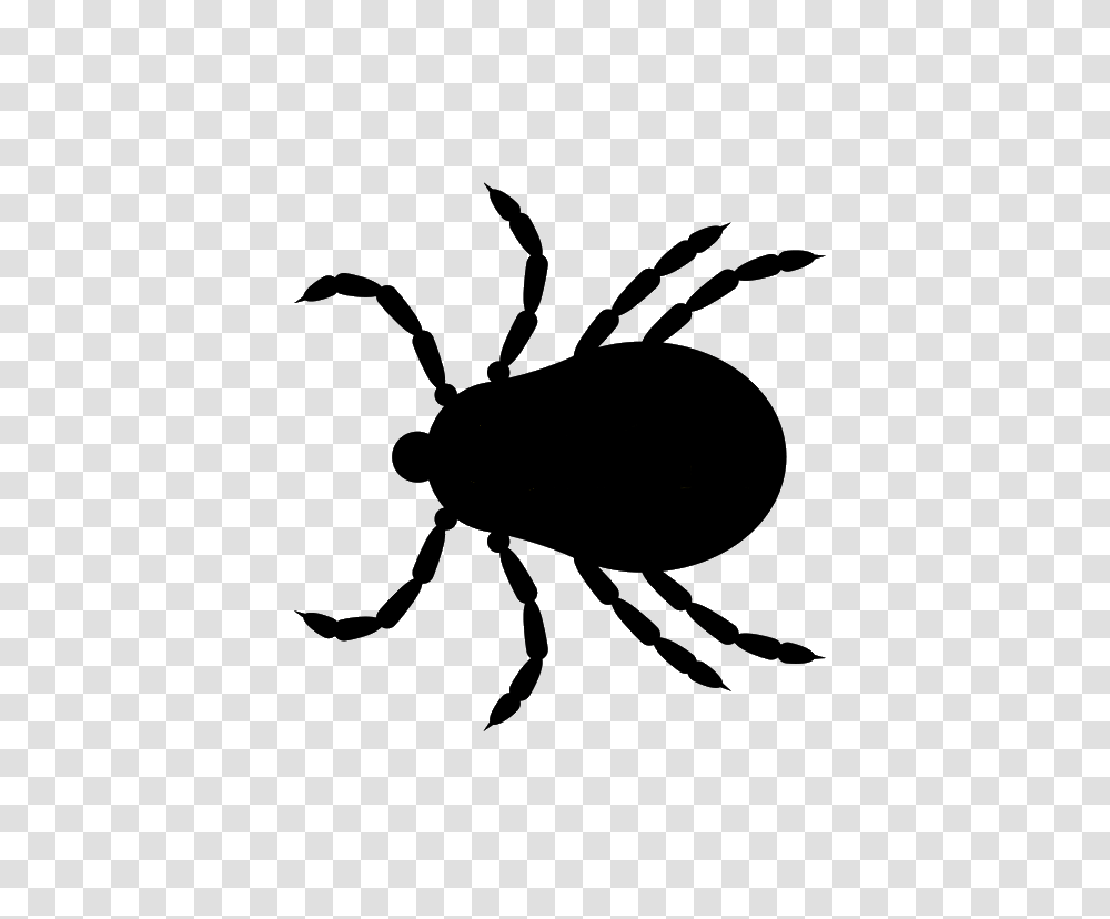 Tick, Insect, Invertebrate, Animal, Spider Transparent Png