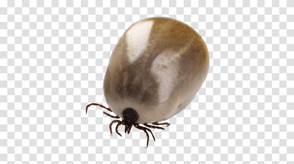 Tick, Insect, Lamp, Moon, Outer Space Transparent Png