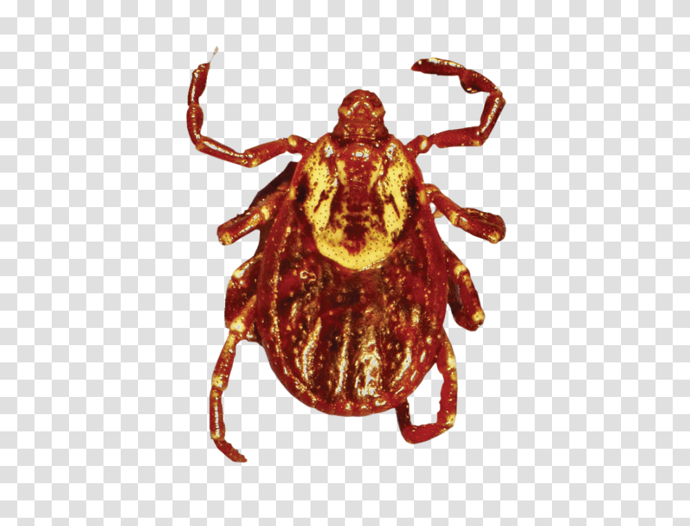 Tick, Insect, Lobster, Seafood, Sea Life Transparent Png