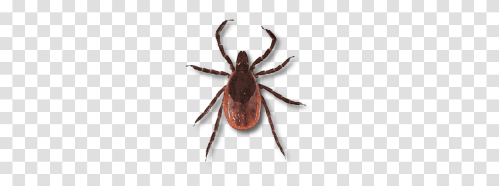 Tick, Insect, Lobster, Seafood, Sea Life Transparent Png