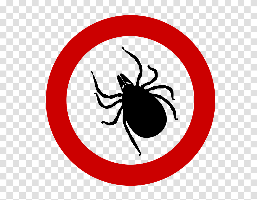 Tick, Insect, Moon, Outdoors, Nature Transparent Png