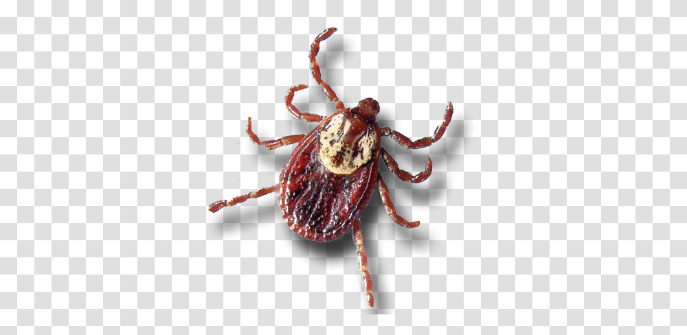 Tick, Insect, Person, Human Transparent Png