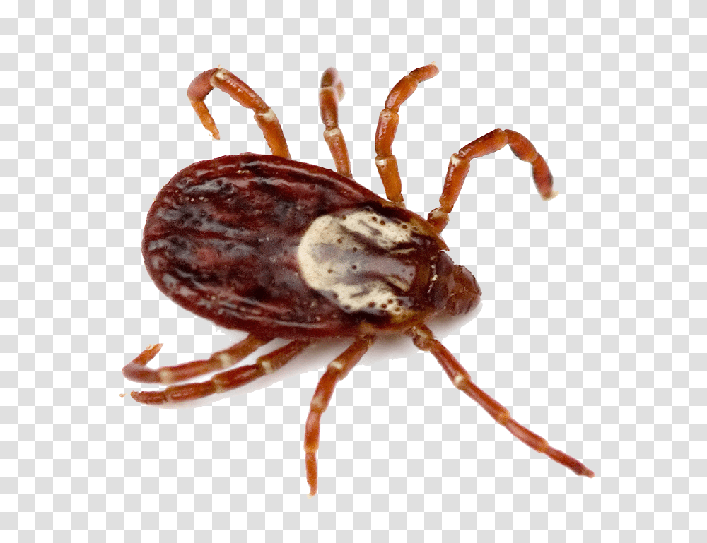 Tick, Insect, Spider, Invertebrate, Animal Transparent Png