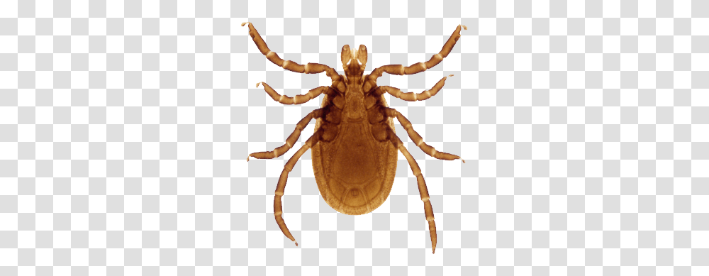 Tick, Insect, Spider, Invertebrate, Animal Transparent Png