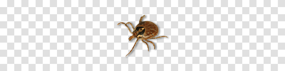 Tick, Insect, Spider, Invertebrate, Animal Transparent Png